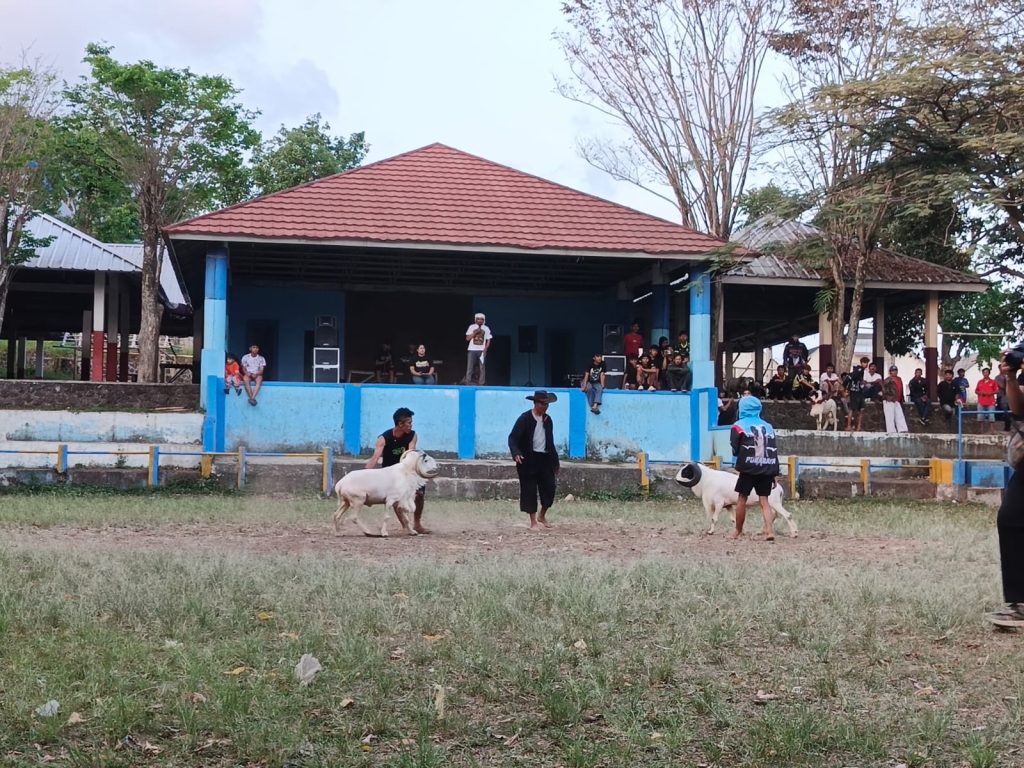 Adu Domba: Bukan Sekedar Adu Kekuatan